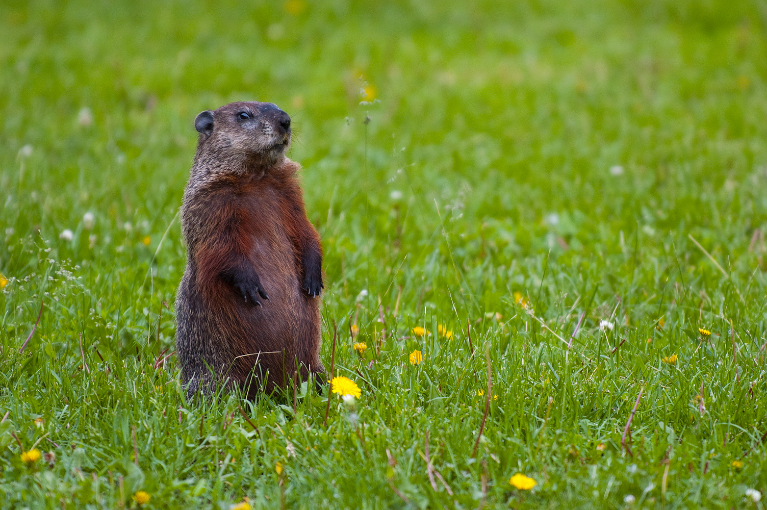 The Differences Between Candlemas and Groundhog Day